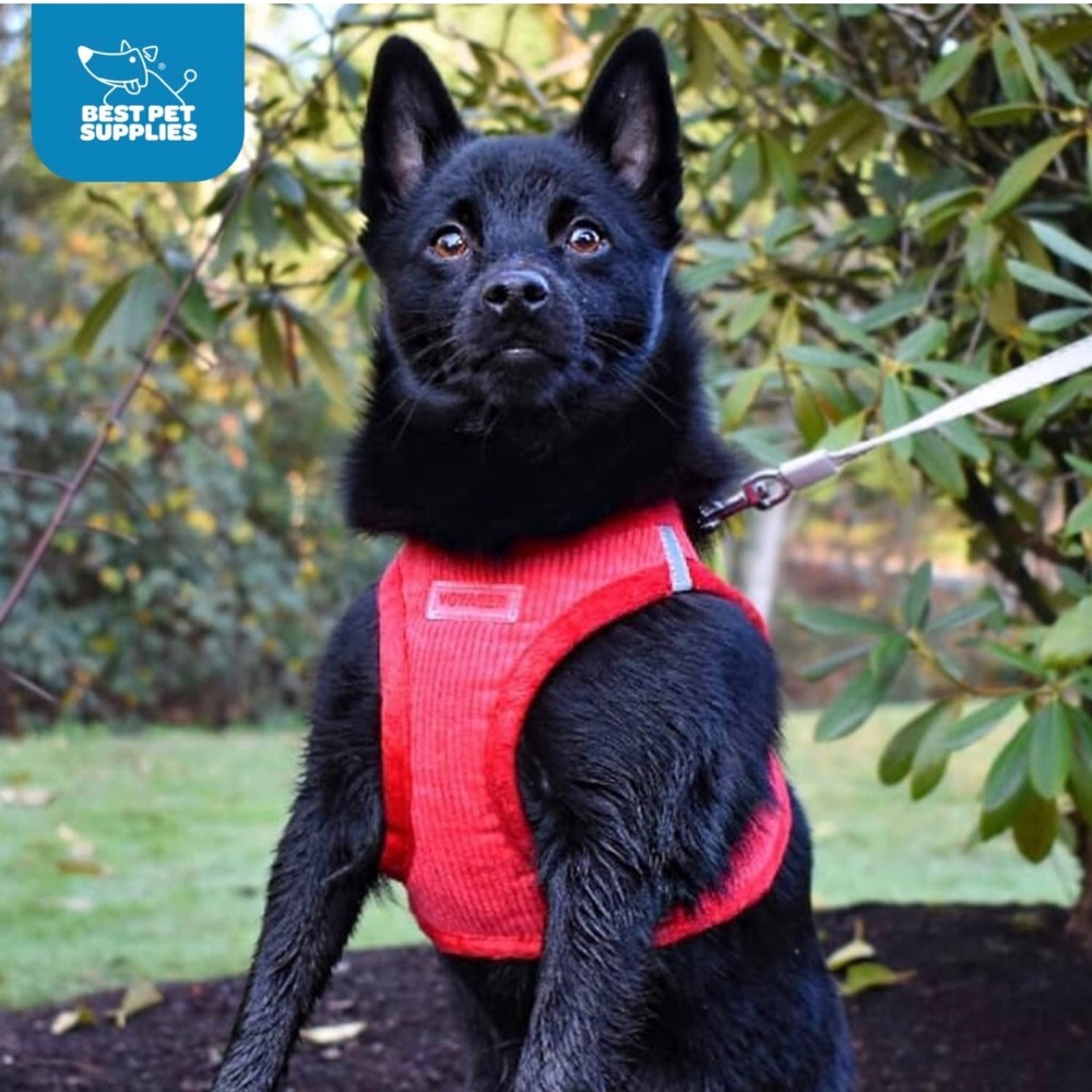 Voyager Step-in Plush Dog Puppy Harness Soft Plush Step in Vest Harness New